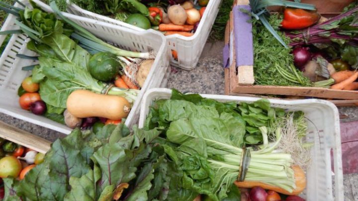 San Antonio ofrece su bolsón agroecológico para sus vecinos