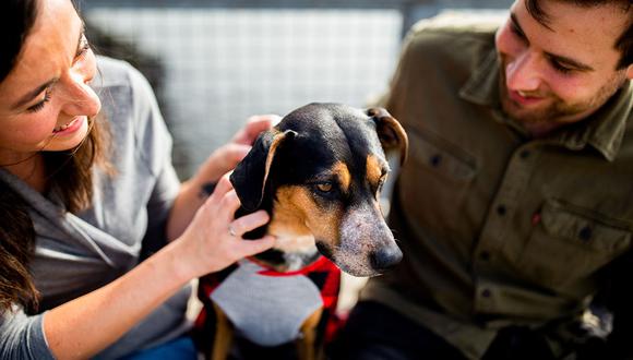 Carlos Paz realizará una jornada de adopción responsable por el Día del Animal