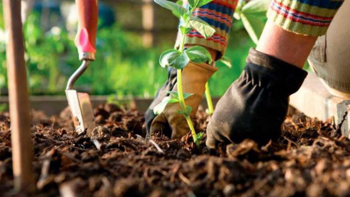 San Antonio ofrece a sus vecinos un curso de jardinería y paisajismo