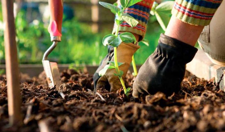 San Antonio ofrece a sus vecinos un curso de jardinería y paisajismo San Antonio ofrece a sus vecinos un curso de jardinería y paisajismo