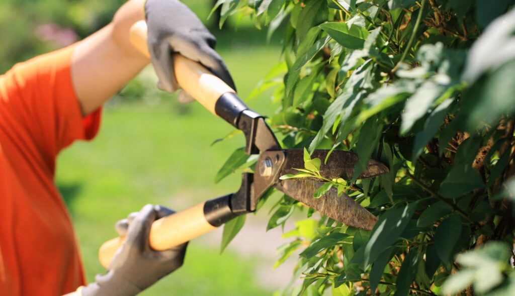 San Antonio ofrece a sus vecinos un nuevo curso de jardinería y paisajismo San Antonio ofrece a sus vecinos un nuevo curso de jardinería y paisajismo