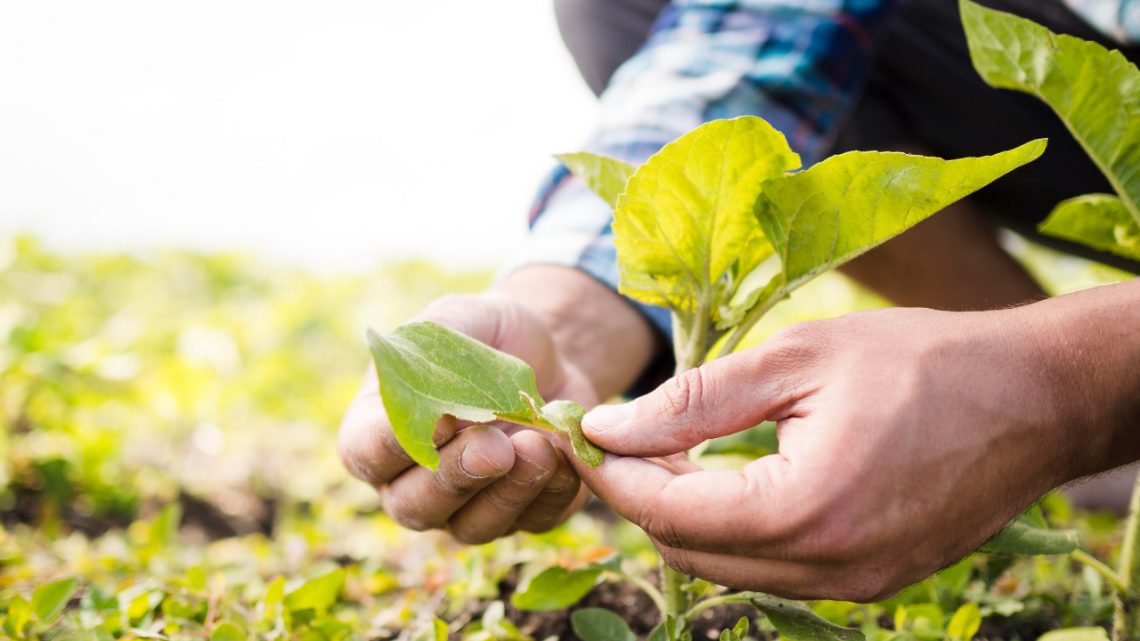 San Antonio ofrece a sus vecinos un nuevo ciclo de talleres y producción agroecológica San Antonio ofrece a sus vecinos un nuevo ciclo de talleres y producción agroecológica