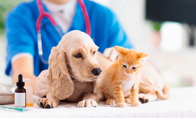 ¿Cómo cuidar a nuestras mascotas de los golpes de calor?