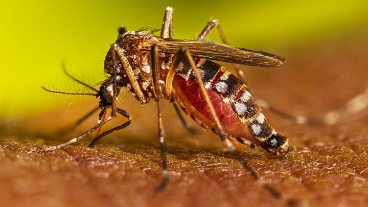 Campaña de prevención contra el dengue en Villa Carlos Paz