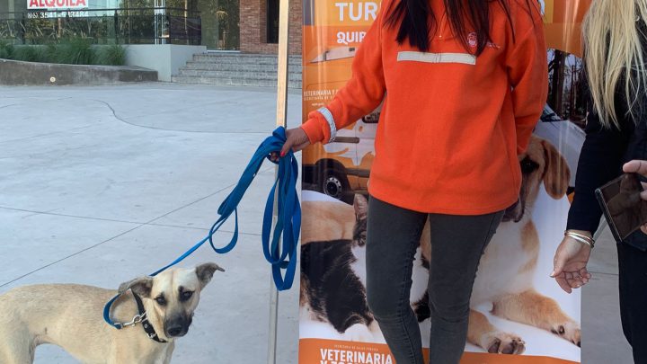 Exitosa jornada de adopción y concientización de tenencia responsable de mascotas