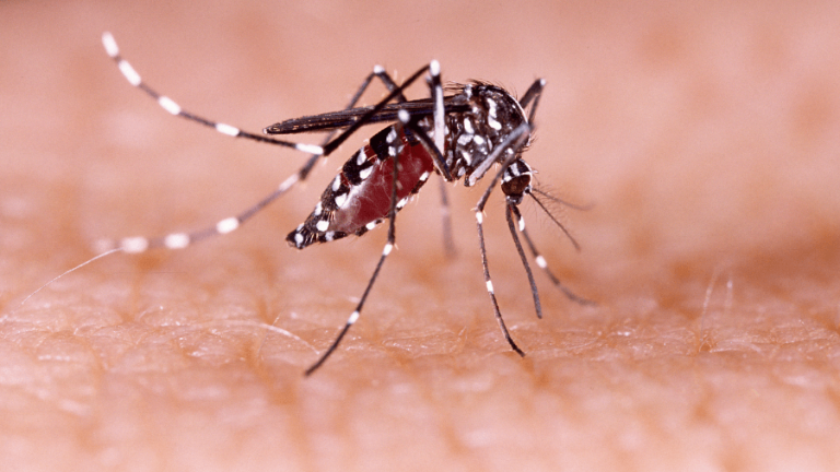 Continúa la campaña de prevención contra el dengue