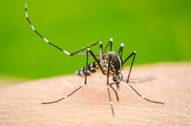 Comienza la campaña de prevención contra el dengue en Carlos Paz Comienza la campaña de prevención contra el dengue en Carlos Paz