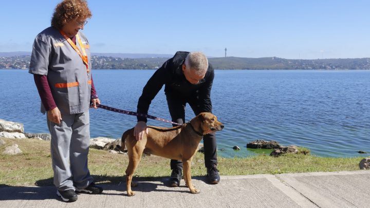 “Familia con Huellas” un nuevo programa para proteger los animales de Villa Carlos Paz