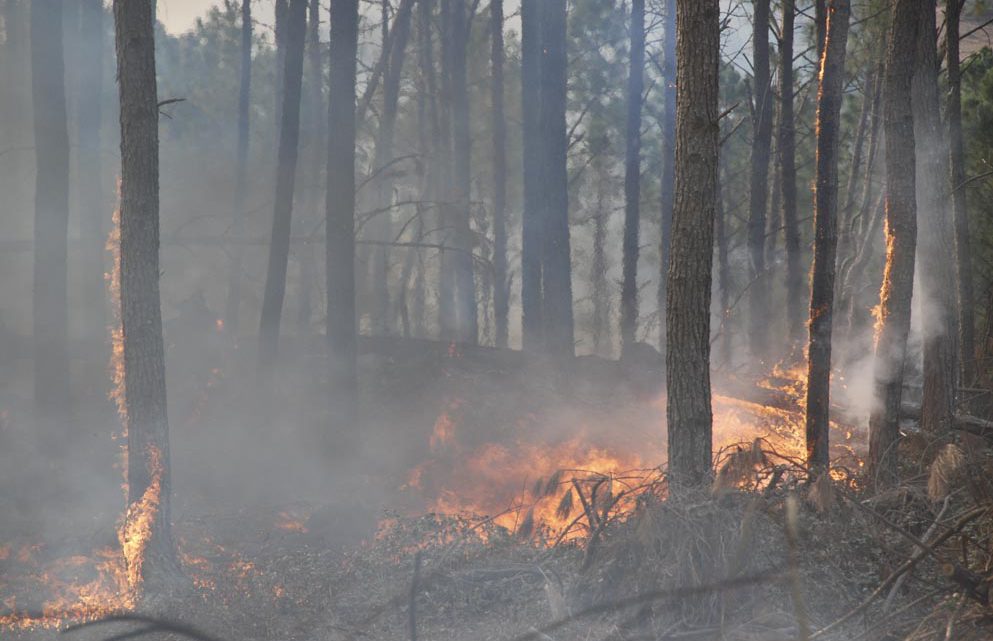 La Provincia declaró el estado de alerta ambiental por riesgo de incendios La Provincia declaró el estado de alerta ambiental por riesgo de incendios