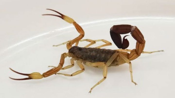 Accidentes con animales ponzoñosos: Cómo evitarlos y qué hacer si ocurren