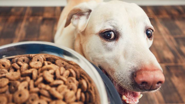 Agrupaciones carlospacenses recolectan alimentos balanceados para perros y gatos