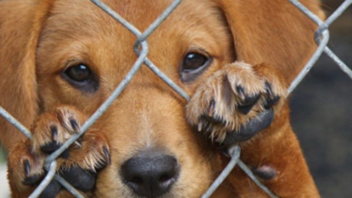 Marcharán contra el maltrato animal en Villa Carlos Paz