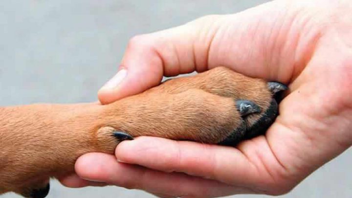 Villa Carlos Paz celebra el Día del Animal